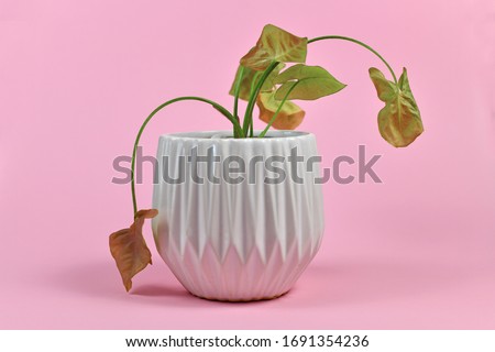 Neglected dying house plant in white flower pot on pink background Royalty-Free Stock Photo #1691354236