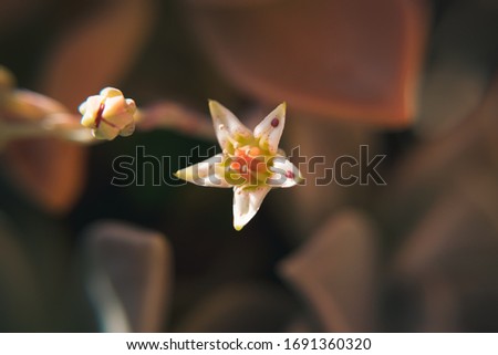 Close Up on Succulent Plant Flower (Echeveria)
