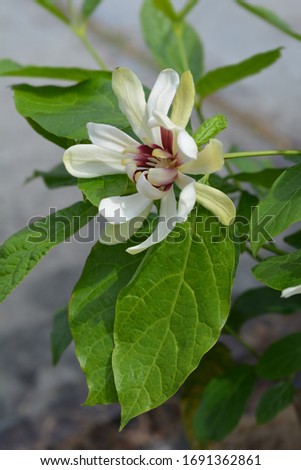 Sweetshrub Venus flower - Latin name - Calycanthus x Venus