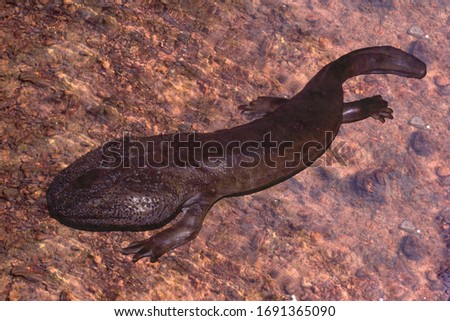 a giant salamander of japan