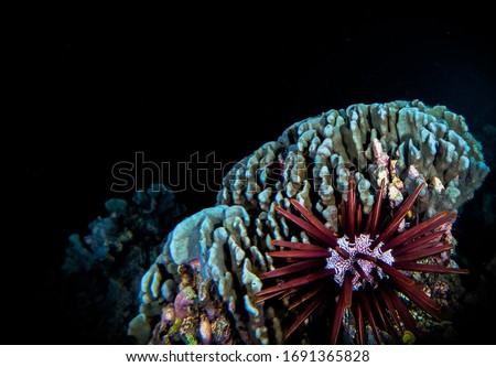 Slate Pencil Urchins ( Heterocentrotus Mamillatus )