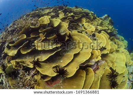 Fish swim in schools above large cabbage coral 