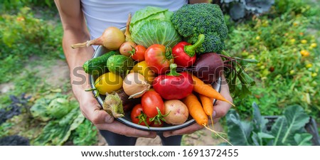 Man farmer with homemade vegetables in his hands. Selective focus. nature. Royalty-Free Stock Photo #1691372455
