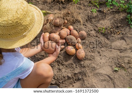 Dig potatoes in the garden. Selective focus. nature