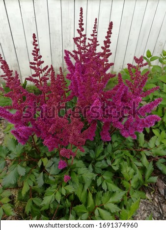 one of the most attractive varieties of Chinese Astilbe chinensis Visions in Red with dark purple and rich vinous fluffy inflorescences on background of dark carved foliage.beautifully blooming garden Royalty-Free Stock Photo #1691374960