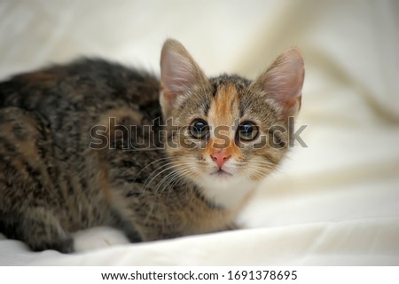 tricolor striped cute kitten on a light background