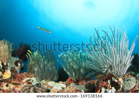 Underwater coral reef with featherstars in ocean