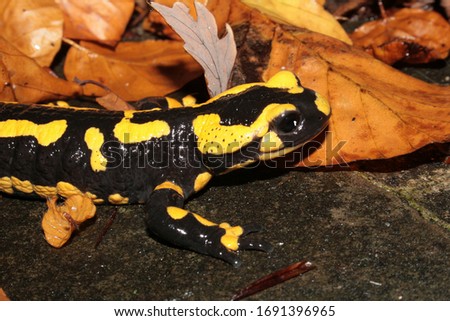 close-up of an european salamander