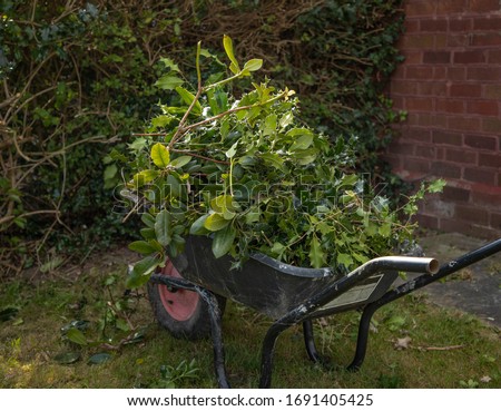 Black wheel barrow full of garden waste 