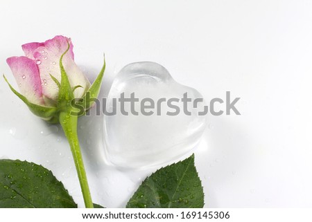 Ice heart on white abstract valentine love background with rose