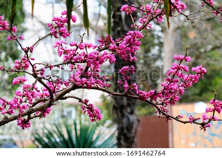 Beautiful lilac pink flowers blossomed on the plant Lingonaria Judas tree Cercis in spring in the park Royalty-Free Stock Photo #1691462764