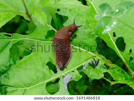 closeup of a spanish slug Royalty-Free Stock Photo #1691486818
