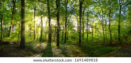 Panorama of a green forest of deciduous trees with the sun casting its rays of light through the foliage
