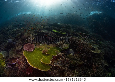 The amazing reef in Komodo, Indonesia