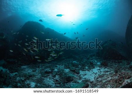 The amazing reef in Similan, Thailand