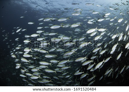 School of fish on coral reef in ocean