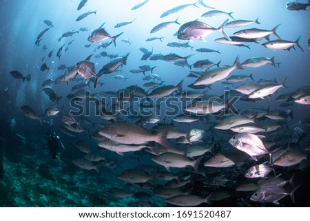 School of many fish in Similan, Thailand