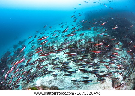 School of many fish on coral reef in ocean
