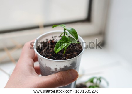 Lemon tree baby plant in plastic glass  Royalty-Free Stock Photo #1691535298
