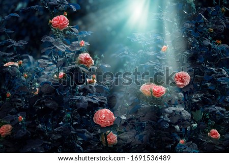 Blooming pink rose flowers in fabulous night mystical garden on mysterious fairy tale spring or summer floral background with moon light and rays, fantasy amazing nature dreamy landscape