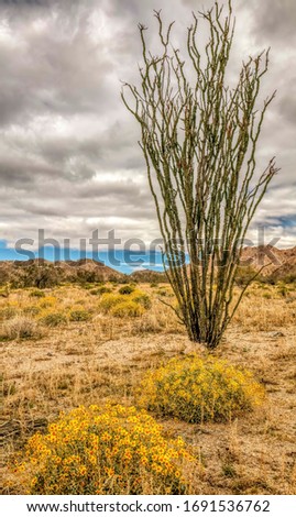 Desert wildflowers with ocotillo plant in bloom