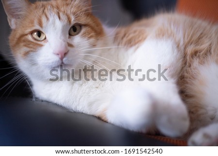
Curious orange and white cat on a chair