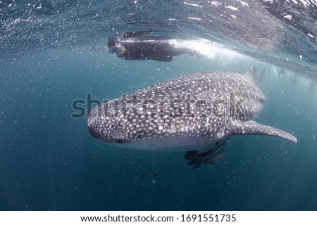 Whale Shark very near looking at you underwater in Similan it does not attack humans