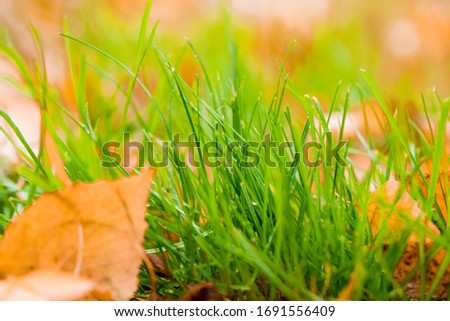 Bright green grass with yellow leaves close-up. Nature content.
