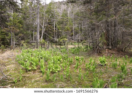 field in open clearing with nearby trees of fresh green leafy plants on ground with new growth and freshness