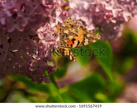 Lilac tree with flowers in Sunny weather. 
Blooming tree lilacs and butterflies insects in Sunny weather