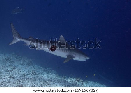 Tiger Shark in South Maldives