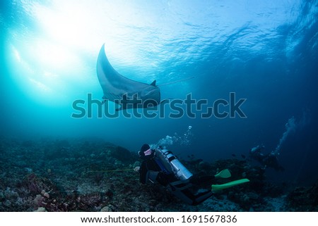 Underwater wildlife with animals, Divers adventures in KOMODO. Manta ray floating over beautiful natural ocean background.