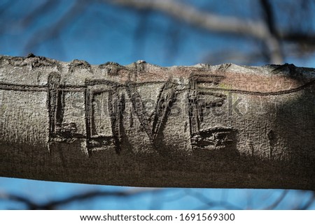 The tree with word LOVE carved into the bark. Tree with words carved into the bark. Tree carvings etched the word love. The romantic background for Valentine's day. Greeting card for Valentine's Day.