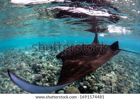 Manta ray filter feeding in the blue Komodo waters