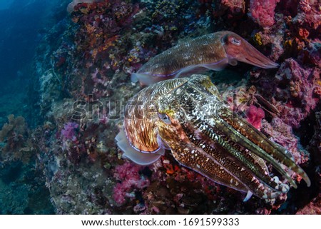 Pair Pharaoh Cuttlefish mating, healthy tropical coral reef