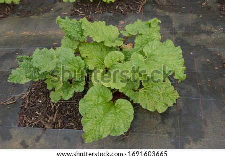 Home Grown Organic Spring Rhubarb Plant (Rheum x hybridum 'Timperley Early') Surrounded by Weed Suppressant Fabric in a Vegetable Garden in Rural Devon, England, UK Royalty-Free Stock Photo #1691603665