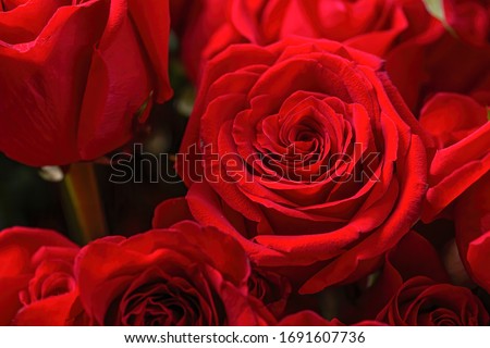 Close up Red roses background. Natural texture and patten background. Floral background.