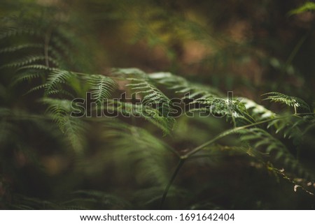 leaves detail in rainforest green Royalty-Free Stock Photo #1691642404