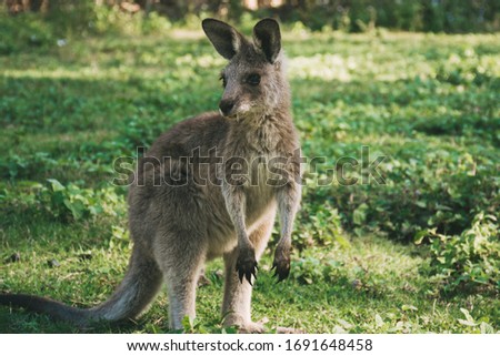 wild and free kangaroos in the field animals