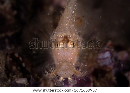 The face of juvenile rhinopias fish
