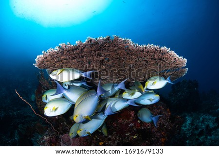 Colorful coral reef with tropical Sohal surgeonfish.