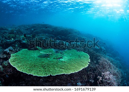 Underwater coral reef sea view landscape