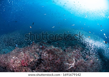 Group of glass fishs on a coral reef underwater with a blue water background