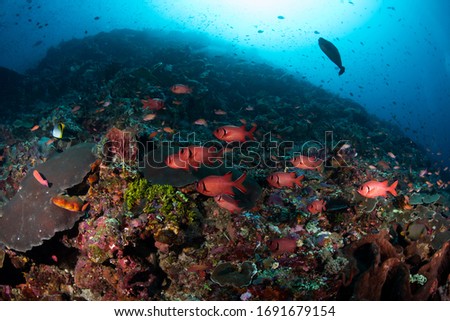 Nice coral reel with clear water in Komodo, Indonesia