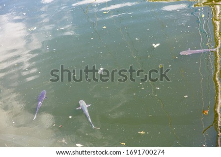 Bad ecology. Fish swim in the water with garbage.