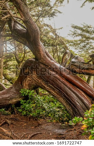                                Picture of beautiful grotesque Tree with brown stripes ans structures bending to the ground on a drizzle rainy day on vancouver island