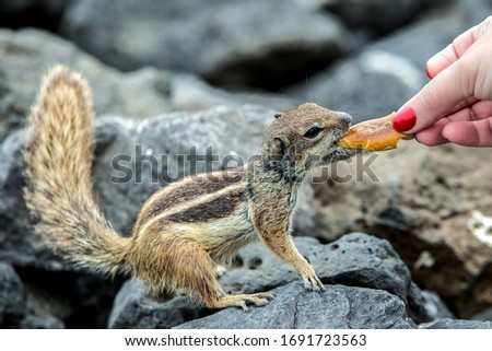 Wild squirrel on the rocks in Fuerteventura, Canary Islands

