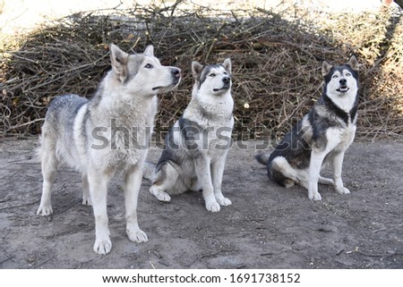 A beautiful dog of the breed Alaskan Malamute and Siberian Husky sits near a pile of firewood, sawn and cut tree branches