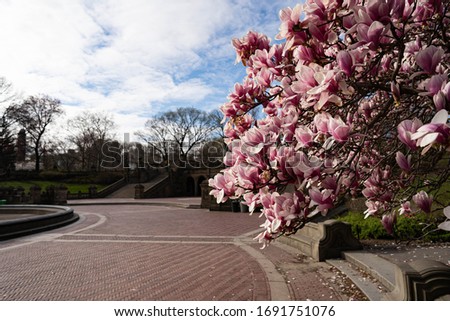 Magnolia flower blossom pink color