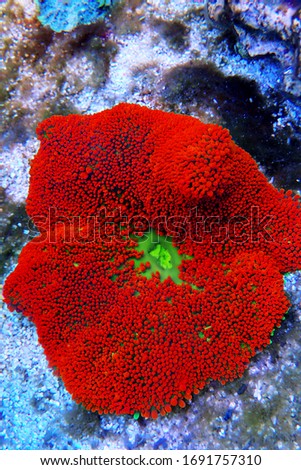 Red colorful carpet sea anemone - Stichodactyla haddoni